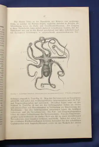 Buchner Einführung in die europäische Meeresmollusken- Fauna 1913 Weichtiere js