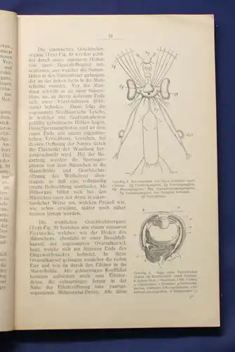 Buchner Einführung in die europäische Meeresmollusken- Fauna 1913 Weichtiere js