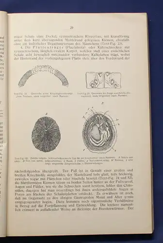 Buchner Einführung in die europäische Meeresmollusken- Fauna 1913 Weichtiere js