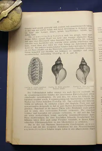 Buchner Einführung in die europäische Meeresmollusken- Fauna 1913 Weichtiere js