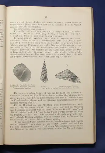 Buchner Einführung in die europäische Meeresmollusken- Fauna 1913 Weichtiere js