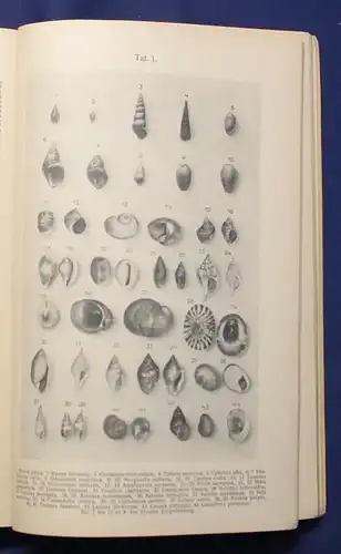 Buchner Einführung in die europäische Meeresmollusken- Fauna 1913 Weichtiere js