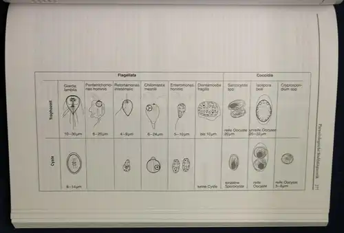 Bruhn/Fölsch Lehrbuch der Labormedizin 1999 Medizin Wissen Studium Grundlagen sf