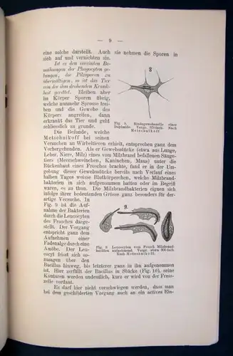 Ueber die wichtigen Funktionen der Wanderzellen im tierischen Körper 1889 js