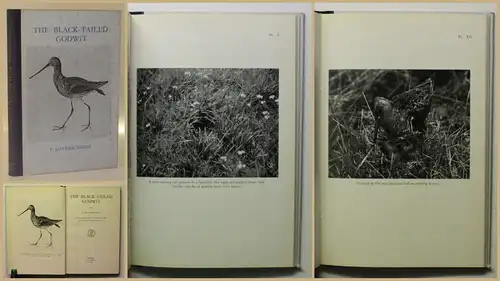 Haverschmidt The Black-Tailed Godwit 1963 Ornithologie Vogelkunde Zoologie xy