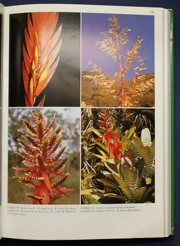 Rauh Bromelien "Tillandsien und andere" 1990 Botanik Flora Fauna Natur sf