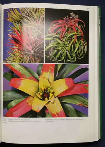 Rauh Bromelien "Tillandsien und andere" 1990 Botanik Flora Fauna Natur sf