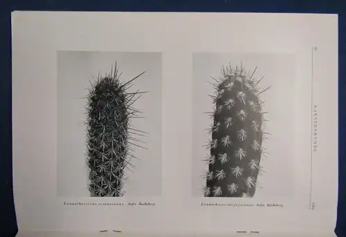 Kakteenkunde Lieferung 1-2 ( von 3)  1943 Botanik Natur Forschung Phytologie js