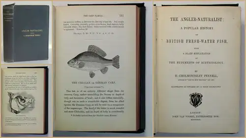 Pennell The Angler Naturalist 1863 Ichthyologie Fische Fischkunde Angeln xy