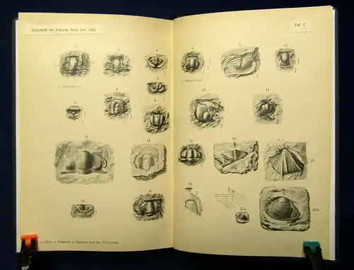 Lorenz Beiträge zur Geologie u. Palaeontologie v. Ostasien 1906 2. Teil apart js