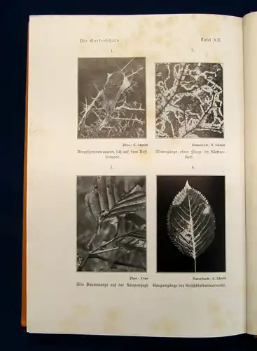 Müller Die Gartenschule Ihr Wesen und ihr Werden 1926 Naturwissen Botanik js