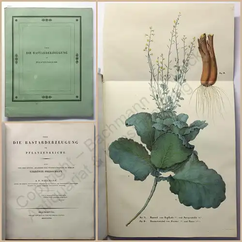 Wiegmann Über die Bastarderzeugung im Pflanzenreiche 1828 Botanik Pflanzenkunde
