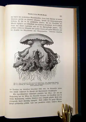 Haeckel aus Insulinde Malayische Reisebriefe 2. Auflage 1909  Belletristik mb