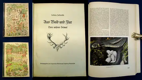 Nöldner Aus Wald und Flur SBA Pflanzen u. Tiere 1937/38 1 u.3 komplett mb