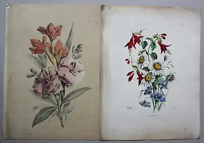 2 handkolorierte Lithografie Margueritte Fuschia um 1870 Flora Fauna Pflanze sf