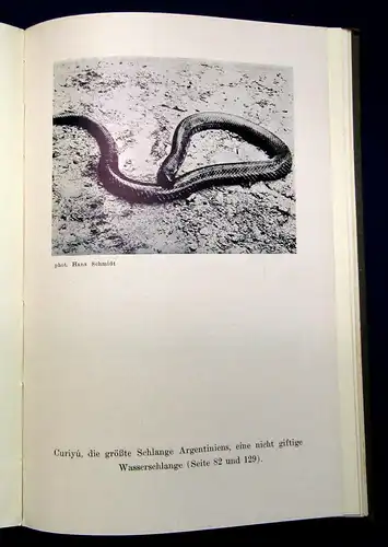 Schmidt Argentinische Tiere 1935 Naturwissenschaften Tiere Argentinien mb