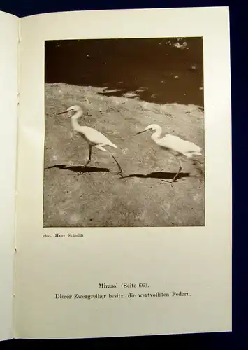 Schmidt Argentinische Tiere 1935 Naturwissenschaften Tiere Argentinien mb