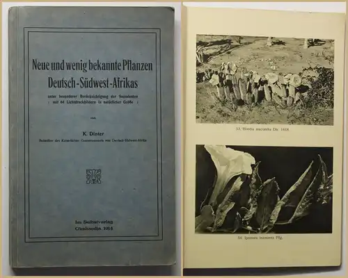 Dinter Neue und wenig bekannte Pflanzen Deutsch-Südwest-Afrikas 1914 Botanik sf