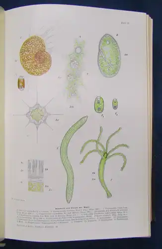 Hesse Tierbau u. Tierleben 2 Bde 1901/ 1914 selbständiger Organismus Zoologie js