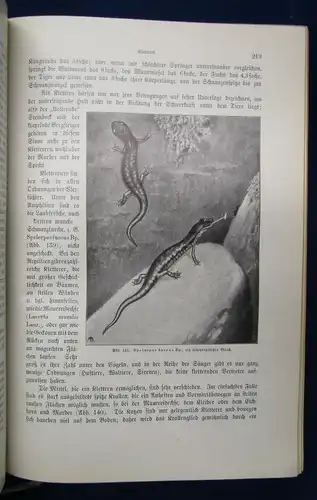 Hesse Tierbau u. Tierleben 2 Bde 1901/ 1914 selbständiger Organismus Zoologie js