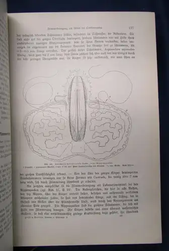 Hesse Tierbau u. Tierleben 2 Bde 1901/ 1914 selbständiger Organismus Zoologie js