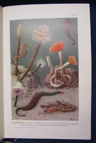 Hesse Tierbau u. Tierleben 2 Bde 1901/ 1914 selbständiger Organismus Zoologie js