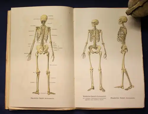 Bau und Entwicklung des menschlichen Körpers 2 Bände 1 & 2 komplett 1914 js