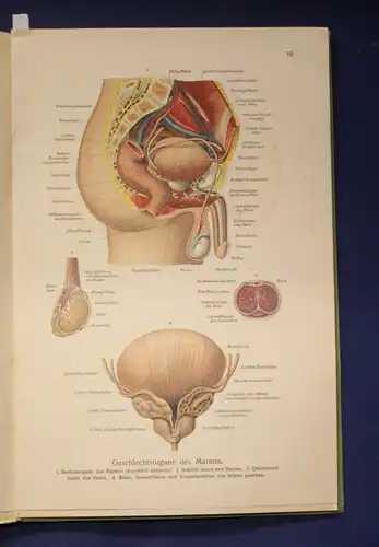 Bau und Entwicklung des menschlichen Körpers 2 Bände 1 & 2 komplett 1914 js