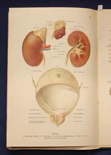 Bau und Entwicklung des menschlichen Körpers 2 Bände 1 & 2 komplett 1914 js