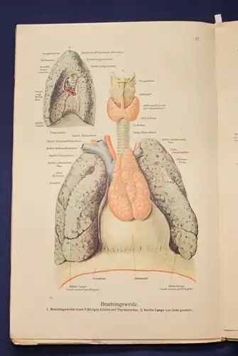 Bau und Entwicklung des menschlichen Körpers 2 Bände 1 & 2 komplett 1914 js