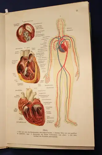 Bau und Entwicklung des menschlichen Körpers 2 Bände 1 & 2 komplett 1914 js