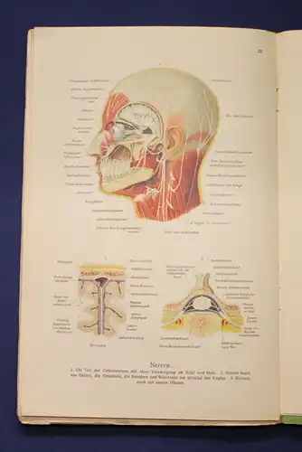 Bau und Entwicklung des menschlichen Körpers 2 Bände 1 & 2 komplett 1914 js