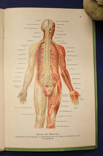 Bau und Entwicklung des menschlichen Körpers 2 Bände 1 & 2 komplett 1914 js
