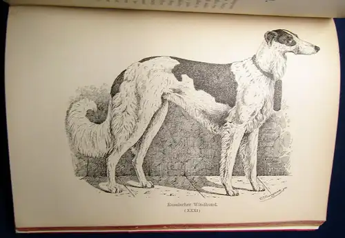 Bungartz Kynos Handbuch Beurtheilung Racen-Reinheit des Hundes 1884 70 Abb. mb