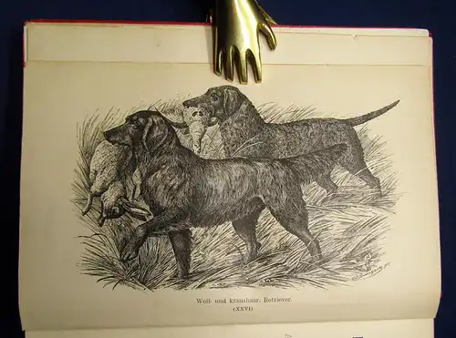 Bungartz Kynos Handbuch Beurtheilung Racen-Reinheit des Hundes 1884 70 Abb. mb