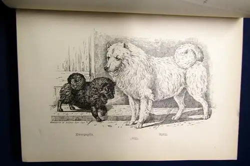 Bungartz Kynos Handbuch Beurtheilung Racen-Reinheit des Hundes 1884 70 Abb. mb