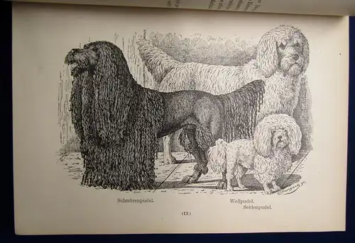 Bungartz Kynos Handbuch Beurtheilung Racen-Reinheit des Hundes 1884 70 Abb. mb