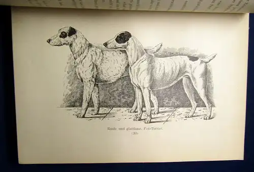 Bungartz Kynos Handbuch Beurtheilung Racen-Reinheit des Hundes 1884 70 Abb. mb