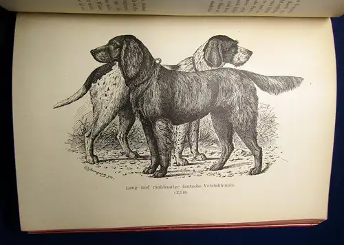 Bungartz Kynos Handbuch Beurtheilung Racen-Reinheit des Hundes 1884 70 Abb. mb