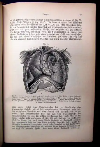 Bock Das Buch vom gesunden und kranken Menschen um 1900 js