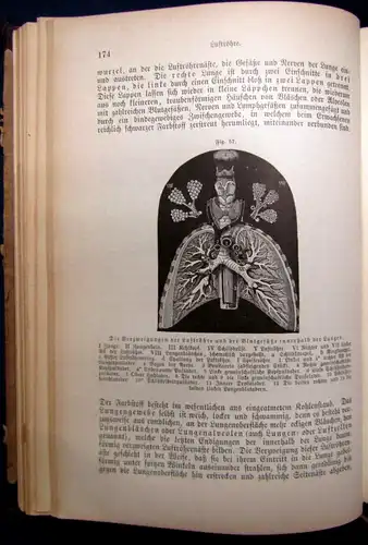 Bock Das Buch vom gesunden und kranken Menschen um 1900 js