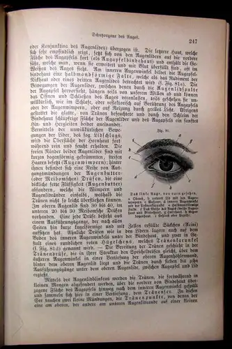 Bock Das Buch vom gesunden und kranken Menschen um 1900 js