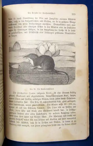 Benecke die Teichwirtschaft Praktische Anleitung v. Teichen und Nutzung 1889 js