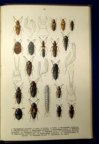 Reitter Fauna Germanica Die Käfer des deutschen Reiches 1909 js