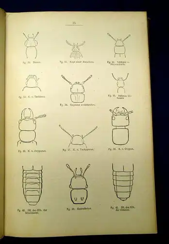 Reitter Fauna Germanica Die Käfer des deutschen Reiches 1909 js