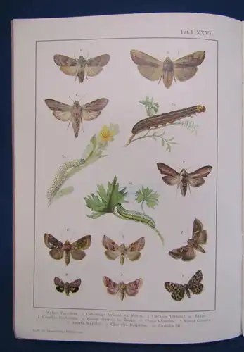 Original Heft 6 Chromolithograp. Tafeln Schmetterlinge Beschreibungen 1900 js