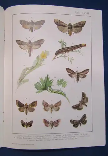 Original Heft 6 Chromolithograp. Tafeln Schmetterlinge Beschreibungen 1900 js