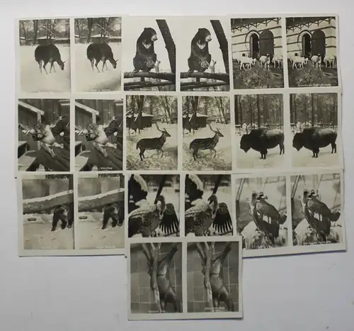 10 Original Ansichten vom Dresdner Zoo um 1950 Sachsen Tiere Motive sf