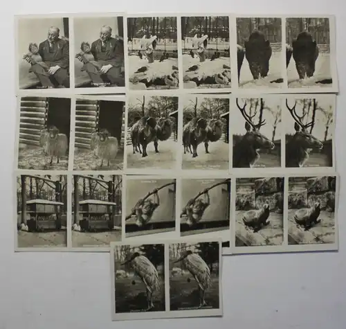 10 Original Ansichten vom Dresdner Zoo um 1950 Sachsen Tiere Motive sf