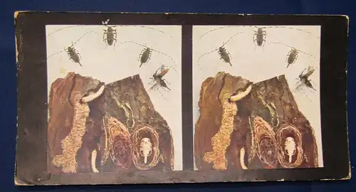 Sammlung 10 Stereo Abb. Aus dem Leben der Insekten Chromoplast No.92 1915 js